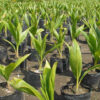Coconut seedlings - Image 3