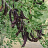 Locust beans - Image 2