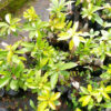 Avocado pear seedlings
