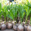 Coconut seedlings