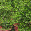 Agbayun miracle berry - Image 2