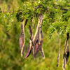 Locust beans