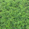 Locust beans - Image 3
