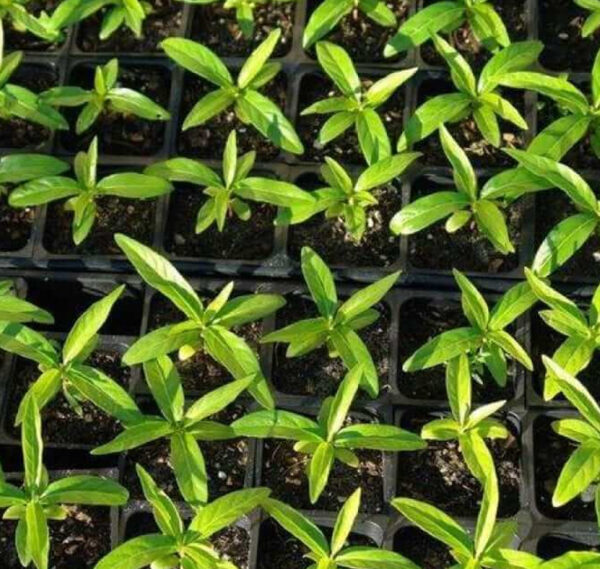 Noni Seedlings