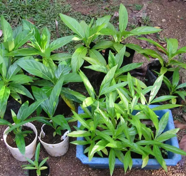 Noni Seedlings - Image 2