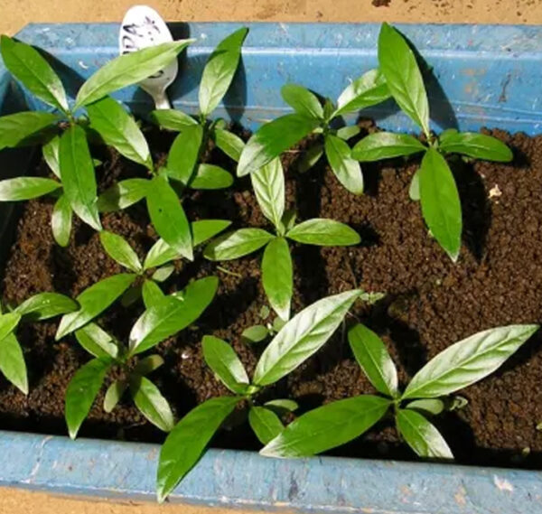 Noni Seedlings - Image 3